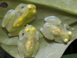 アトラトアマガエルモドキ