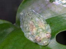 カスケードアマガエルモドキ