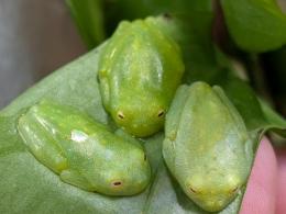 フライシュマンアマガエルモドキ