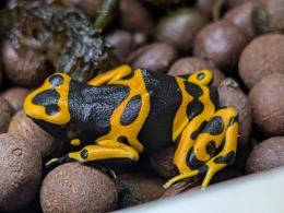 キオビヤドクガエル