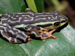 エレガントフキヤガマ