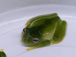 チリキーアマガエルモドキ