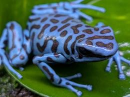 マダラヤドクガエル“ハイランドブロンズ”