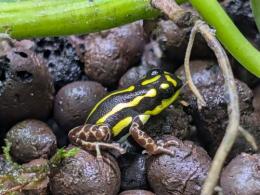 フラボビッタータヤドクガエル