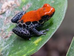 セアカヤドクガエル