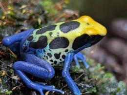 アイゾメヤドクガエル“ブラジル”