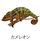 カメレオン