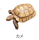カメ